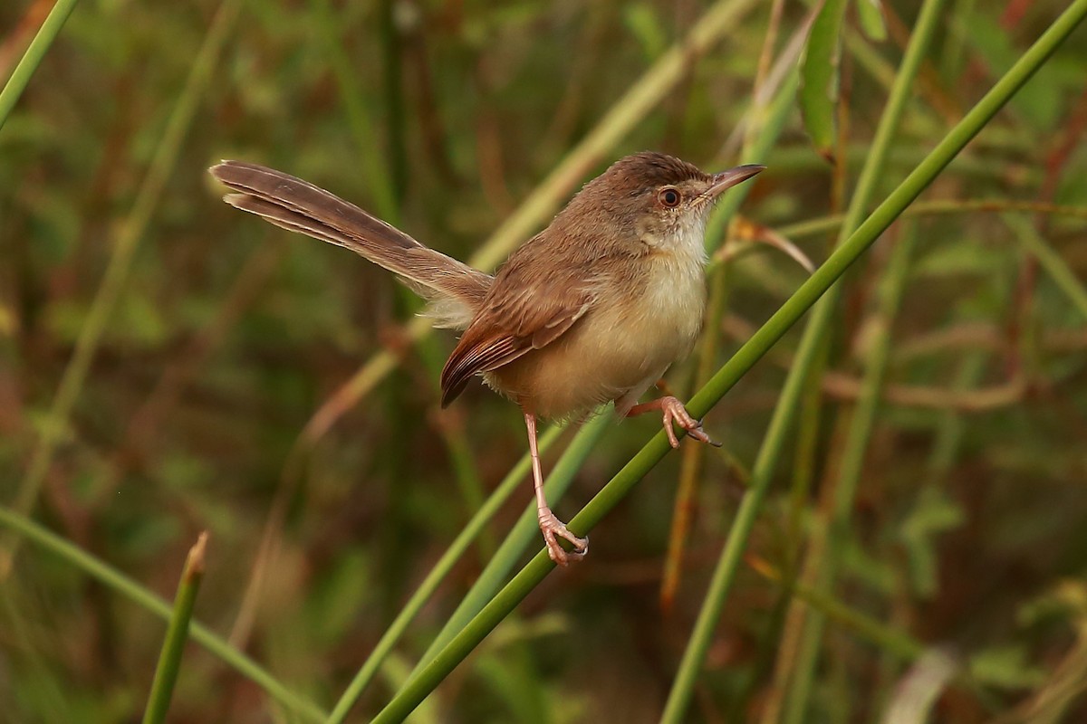 Plain Prinia - Surendhar Boobalan