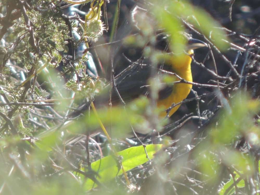 Ictérie polyglotte - ML128733121