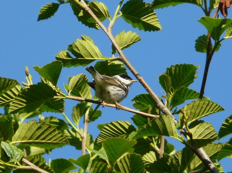 Blackpoll Warbler - ML128733341