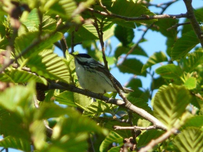 Blackpoll Warbler - ML128733351