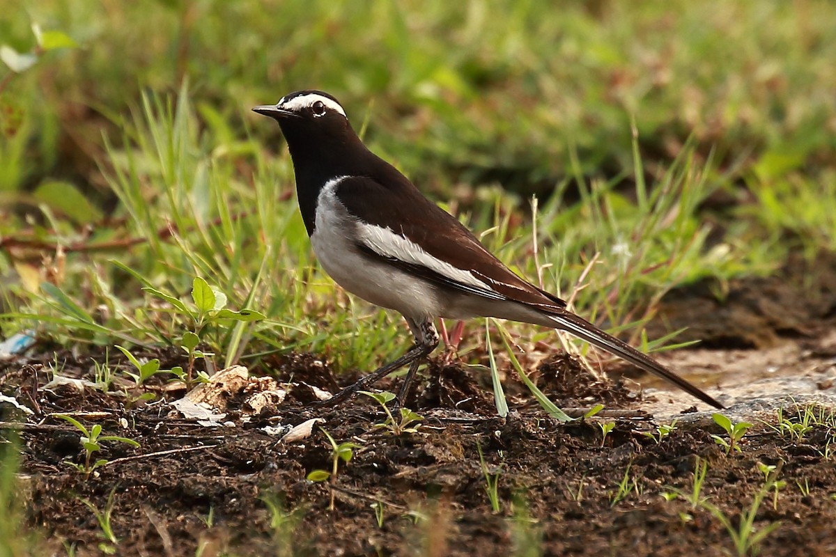 White-browed Wagtail - Surendhar Boobalan