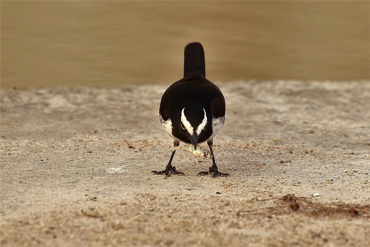 White-browed Wagtail - Surendhar Boobalan