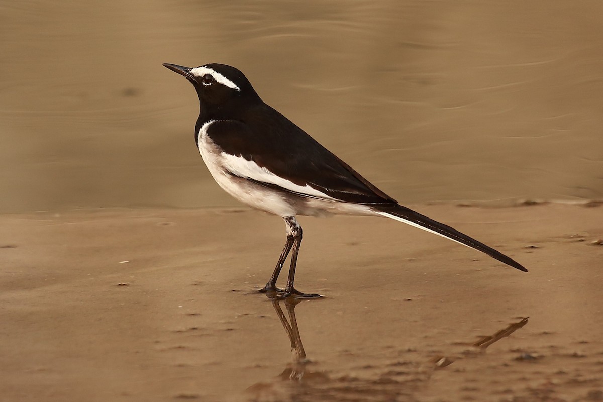 White-browed Wagtail - ML128733651