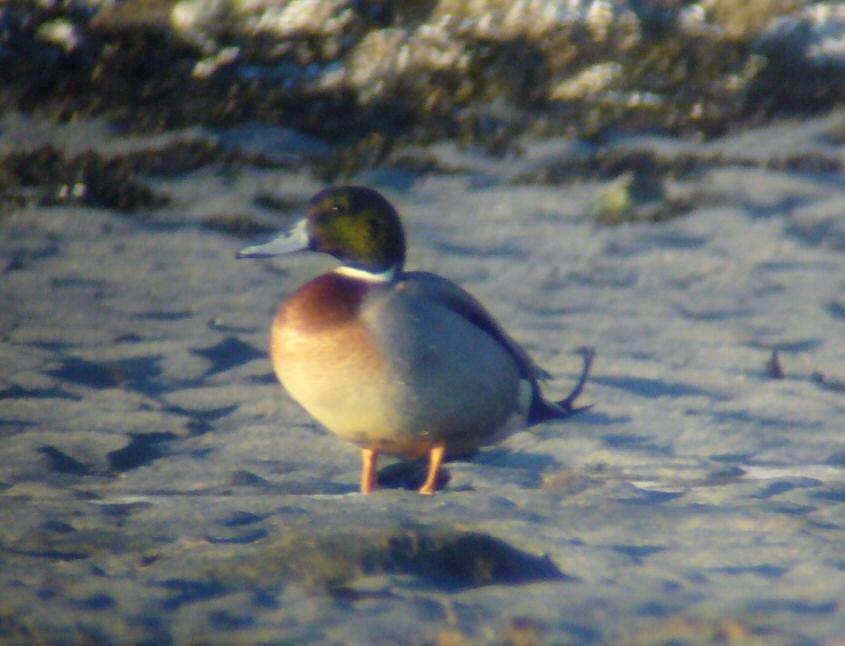 Mallard x Northern Pintail (hybrid) - ML128733771