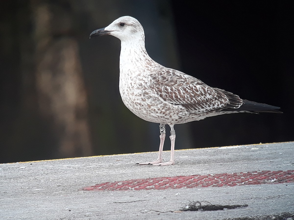 Lesser Black-backed Gull - Eneko Azkue