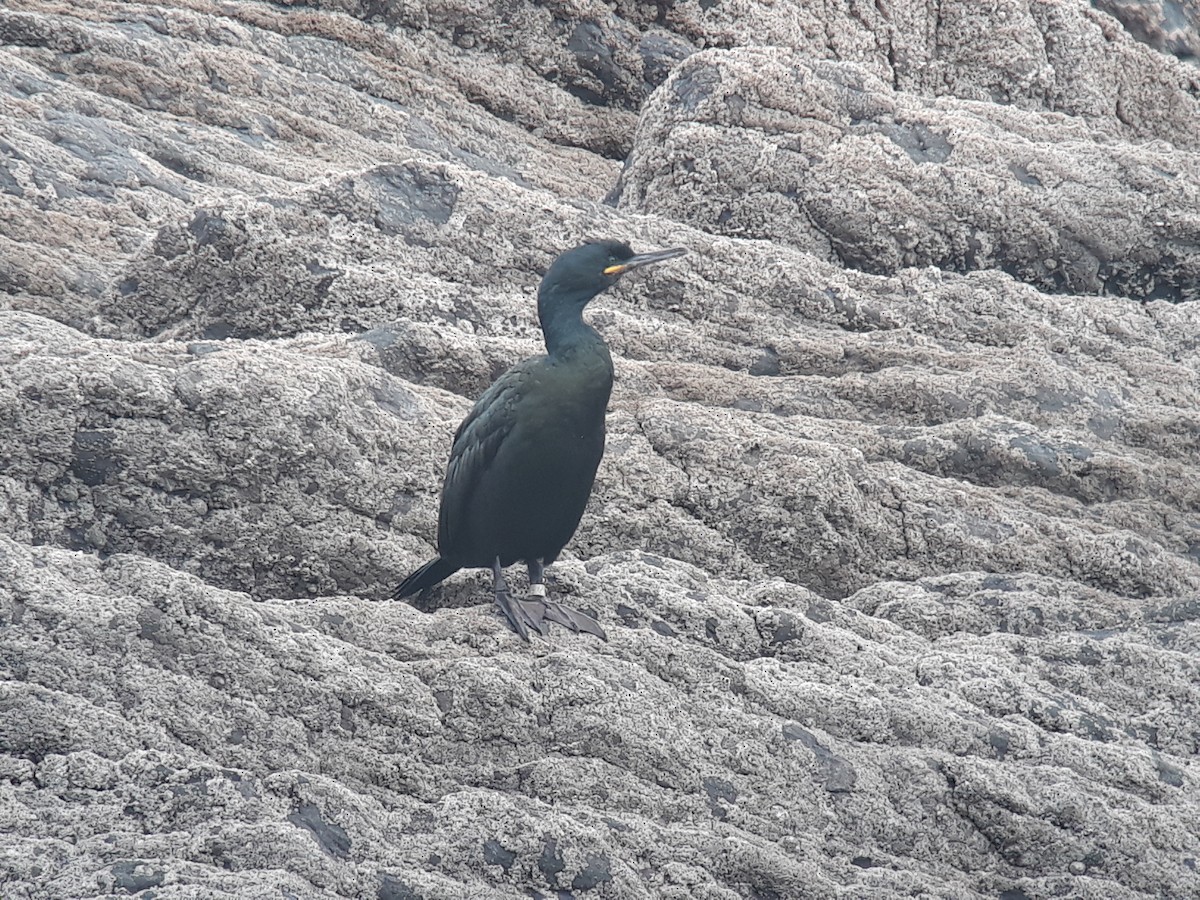 European Shag - Eneko Azkue