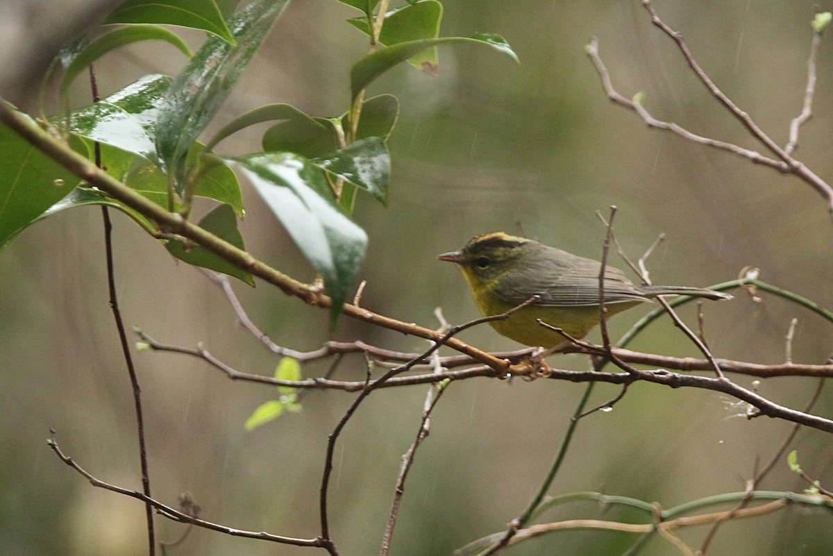 Golden-crowned Warbler - ML128736391