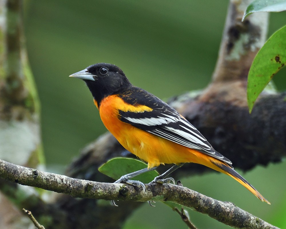 Baltimore Oriole - ML128736641