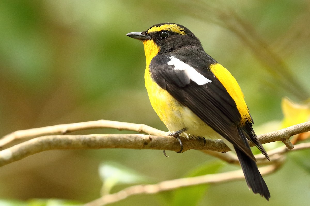 Narcissus Flycatcher - ML128736911