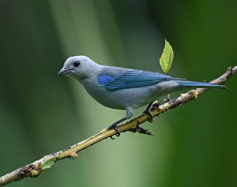 Blue-gray Tanager - ML128737231