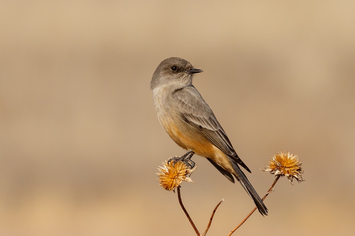 Say's Phoebe - Sharif Uddin