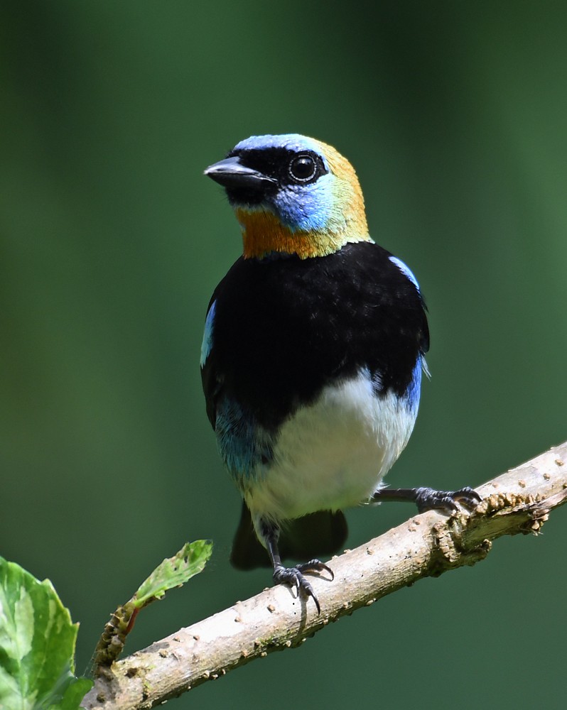 Golden-hooded Tanager - ML128737711