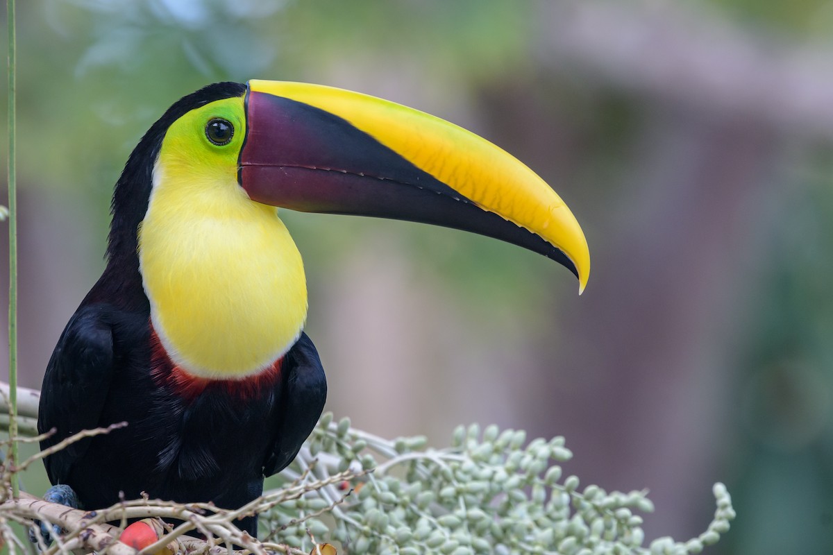 Yellow-throated Toucan - ML128737741