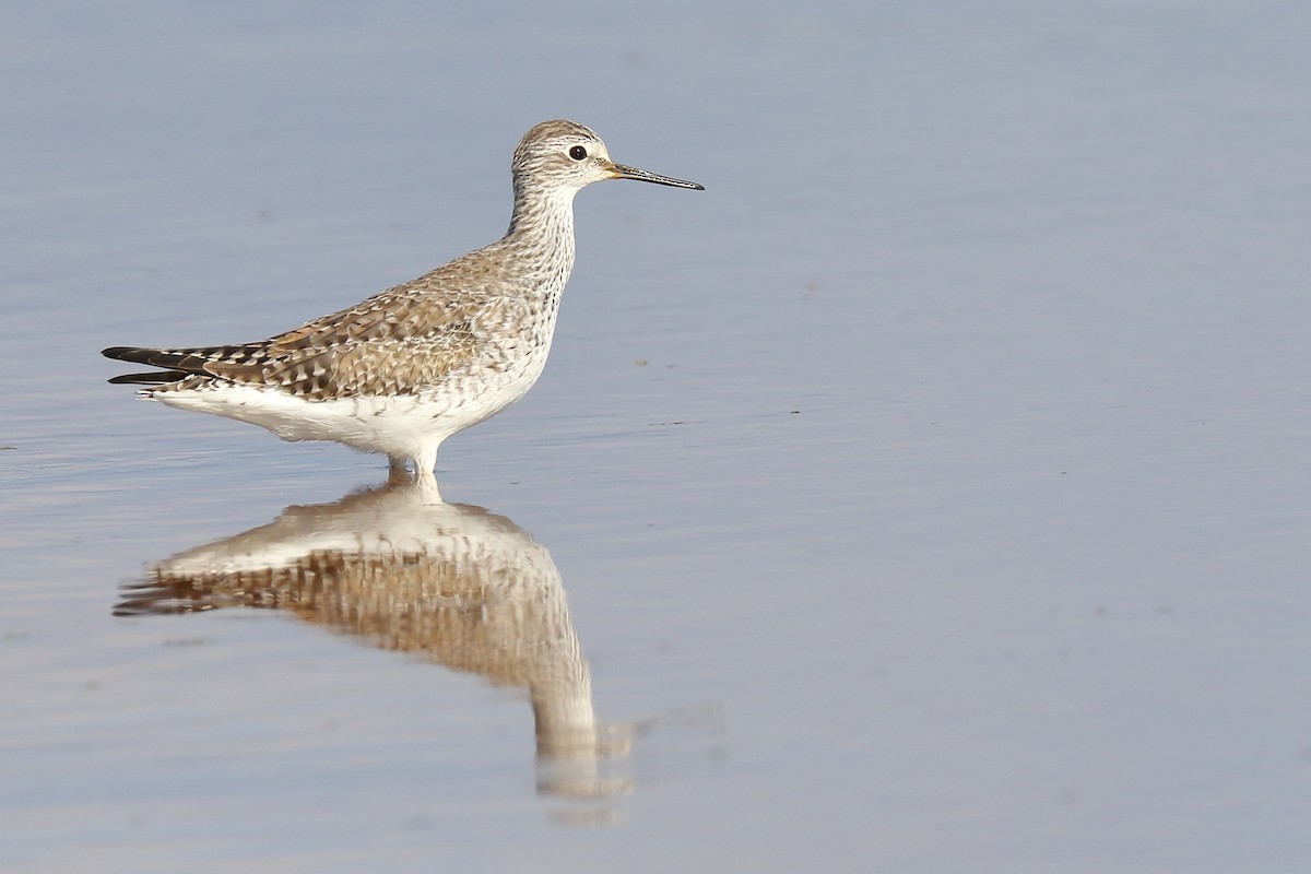 Lesser Yellowlegs - ML128737761