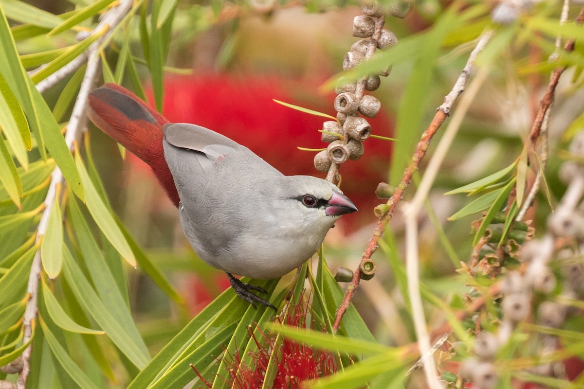 Lavender Waxbill - Sharif Uddin