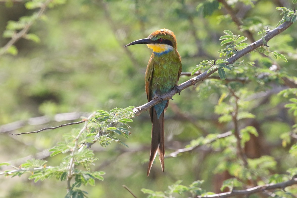 Swallow-tailed Bee-eater - ML128737851