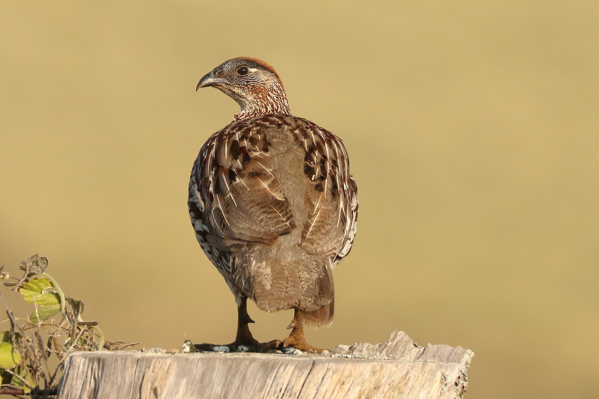 Erckel's Spurfowl - ML128737901