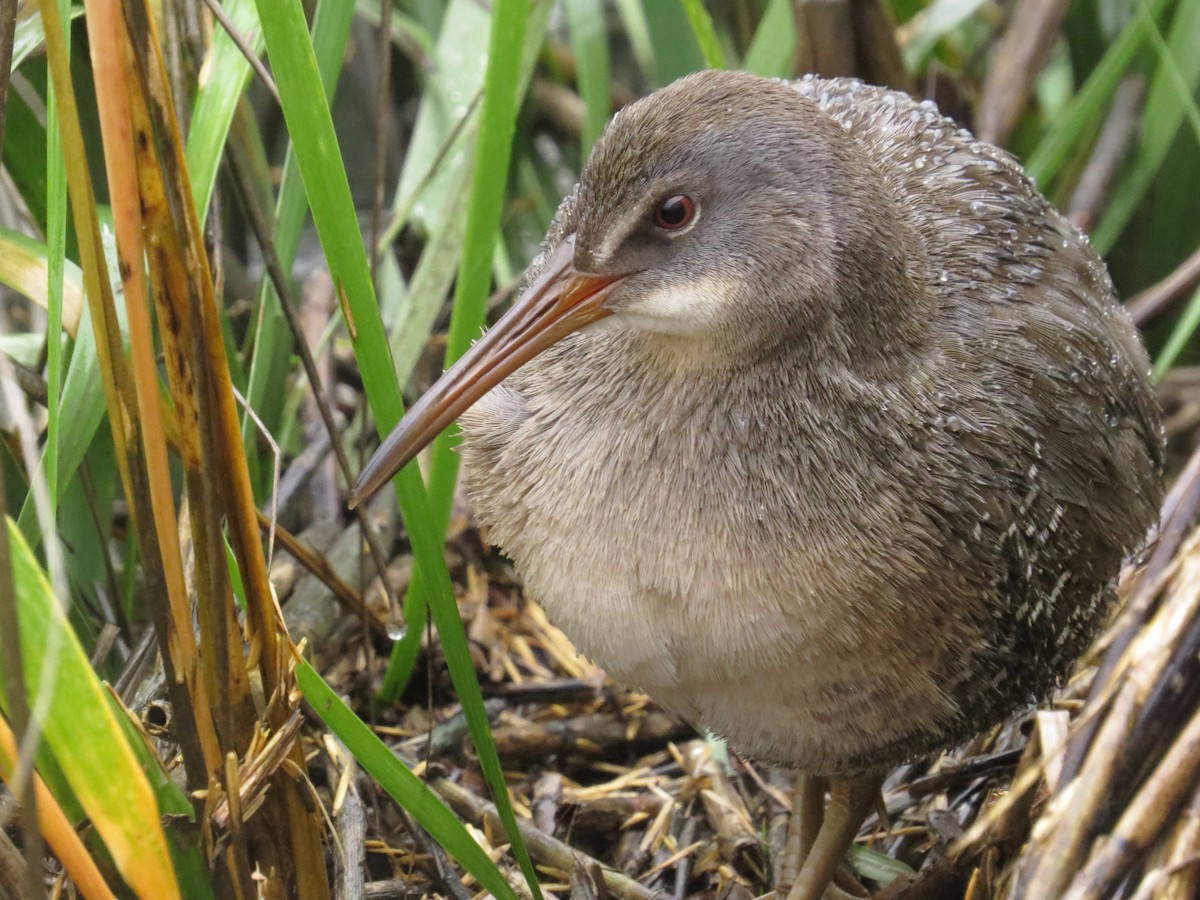 Clapper Rail (Atlantic Coast) - ML128738021