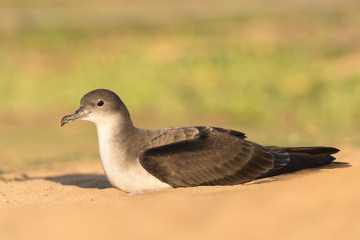 Wedge-tailed Shearwater - Sharif Uddin