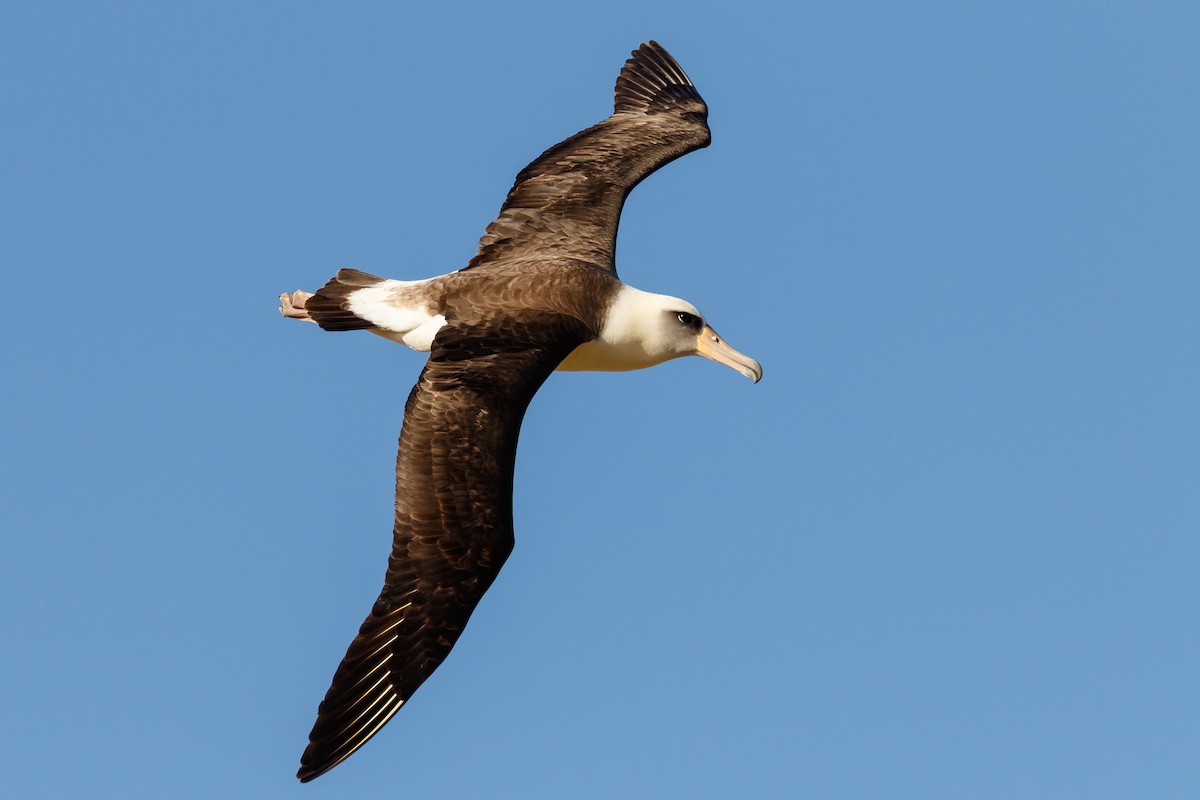 Laysan Albatross - ML128738081