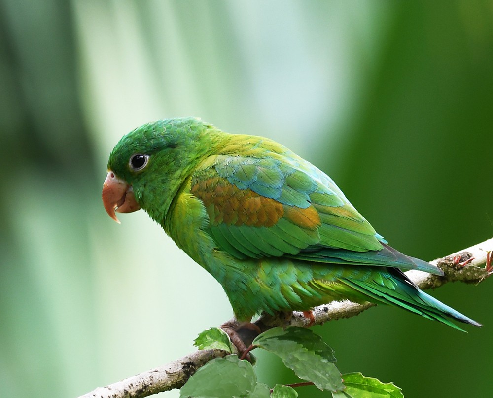 Orange-chinned Parakeet - ML128738251