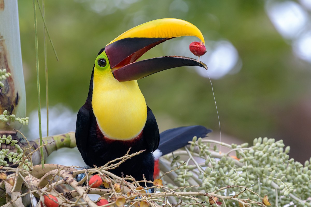 Yellow-throated Toucan - ML128738361