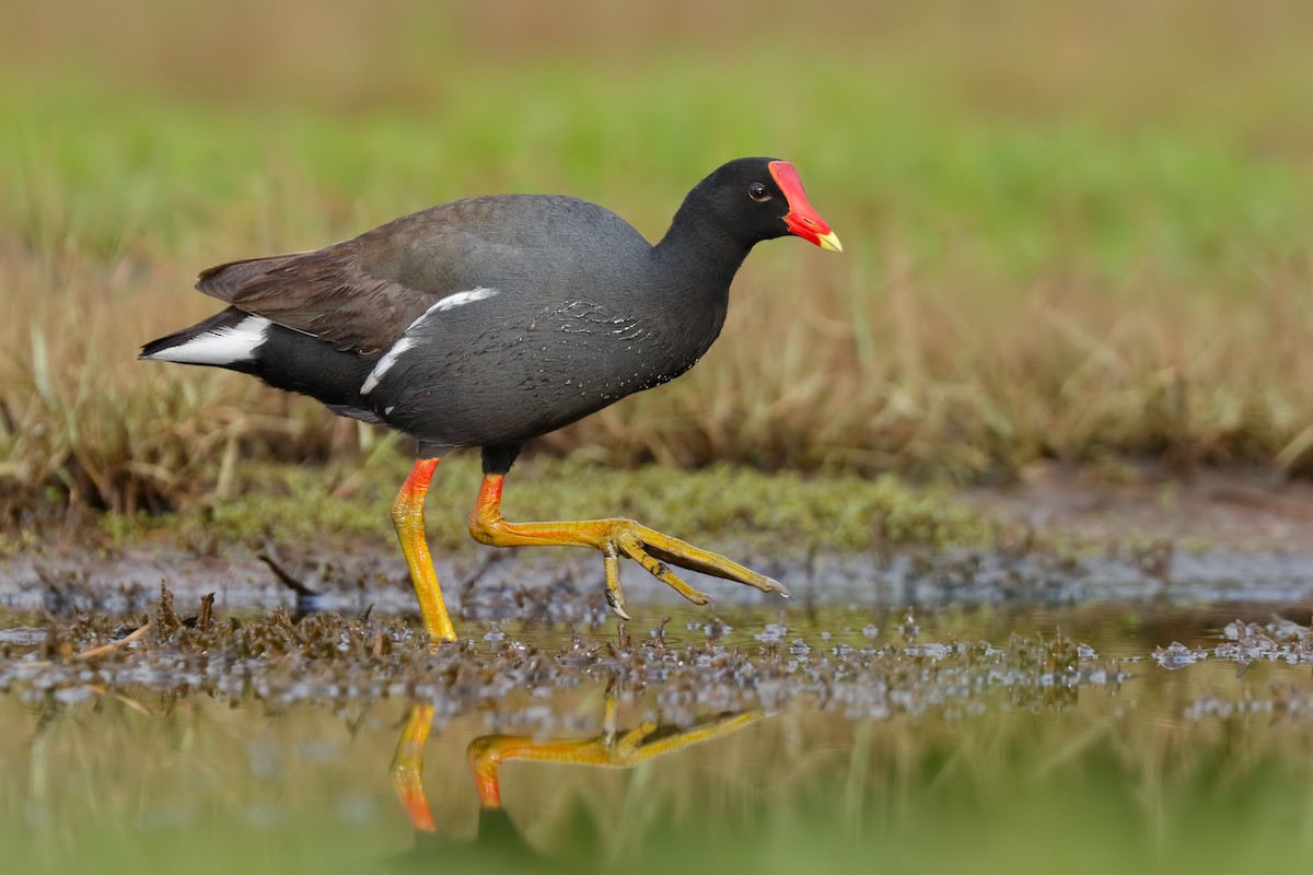 Gallinule d'Amérique (sandvicensis) - ML128738871