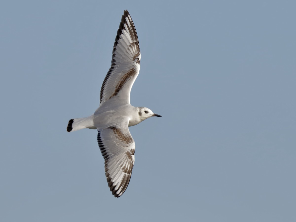 Bonaparte's Gull - ML128738911