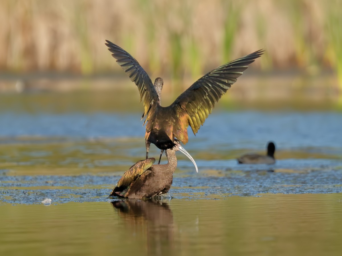 White-faced Ibis - ML128738921