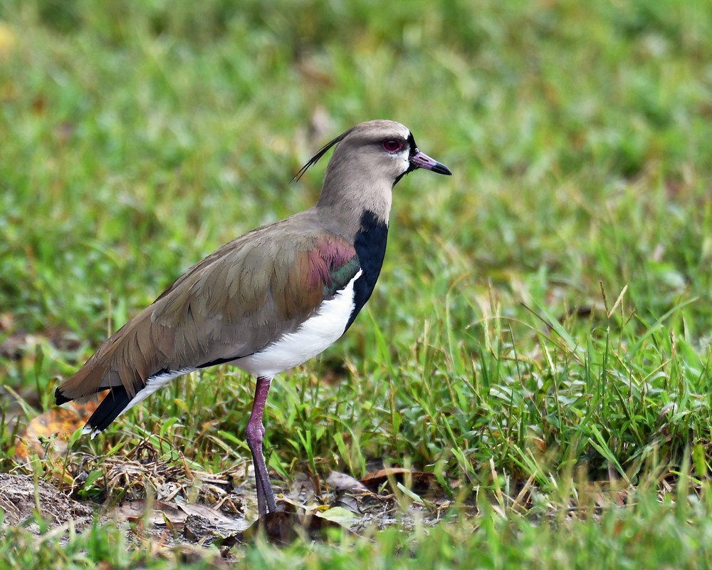 Southern Lapwing - ML128738951