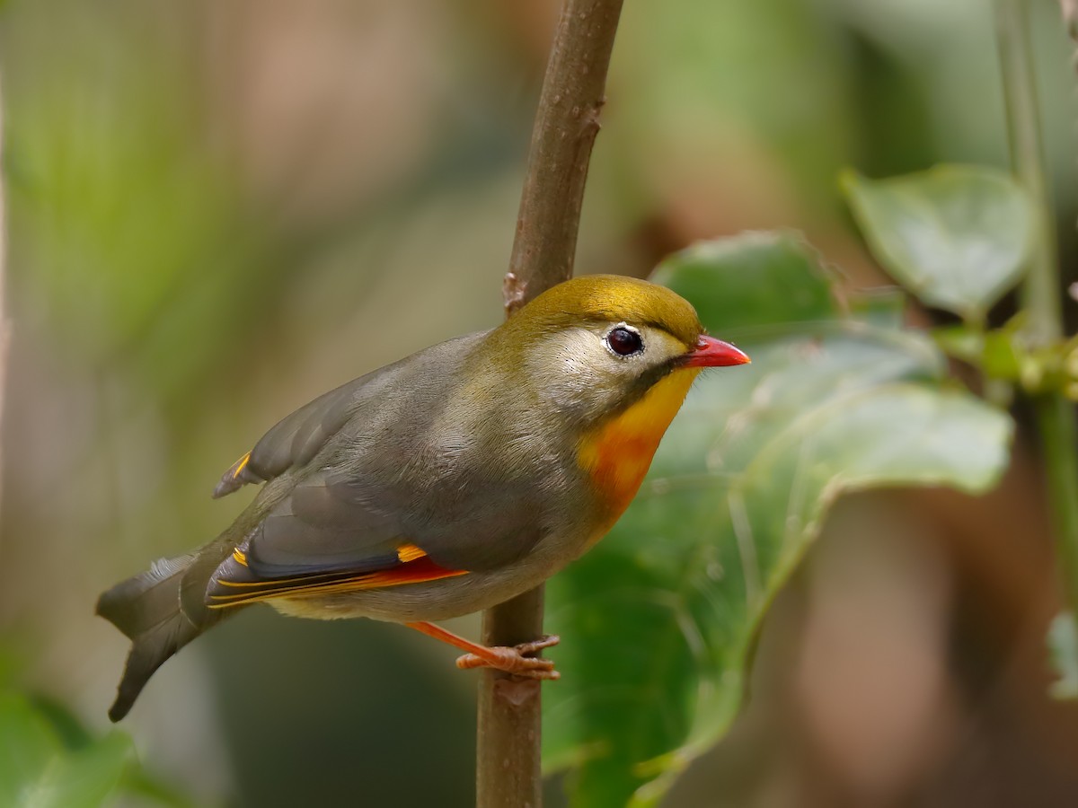 Red-billed Leiothrix - Sharif Uddin