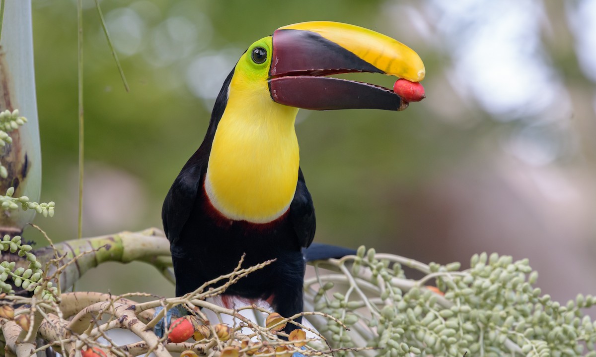 Yellow-throated Toucan - ML128738991