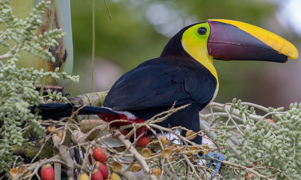 Yellow-throated Toucan - ML128739001