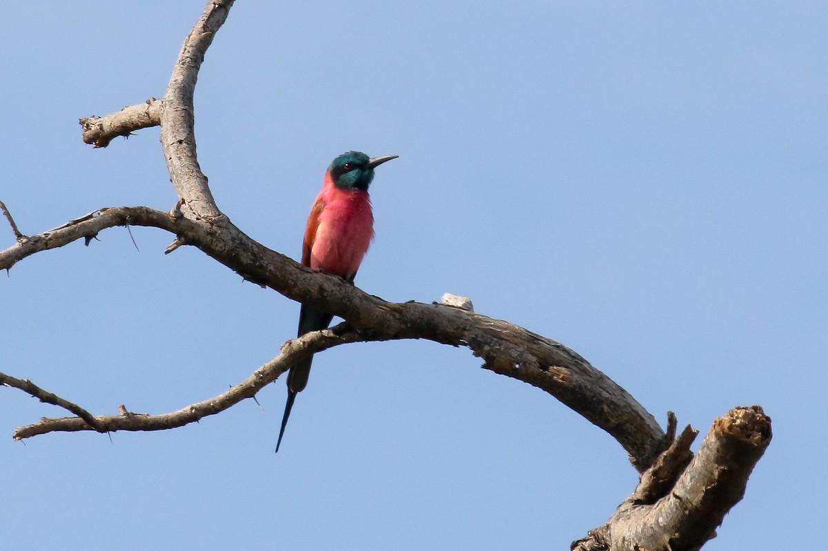 Northern Carmine Bee-eater - ML128739031