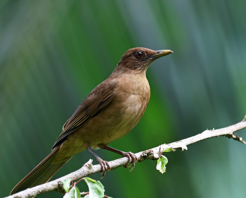 Clay-colored Thrush - ML128739061