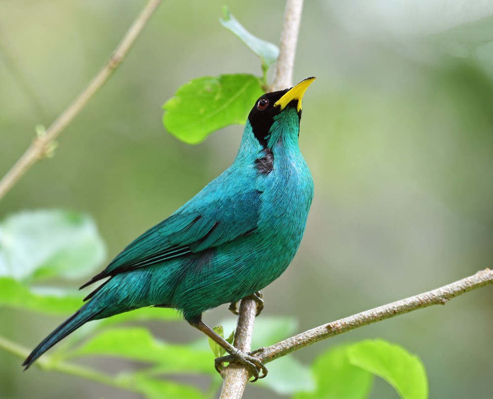 Green Honeycreeper - ML128739221