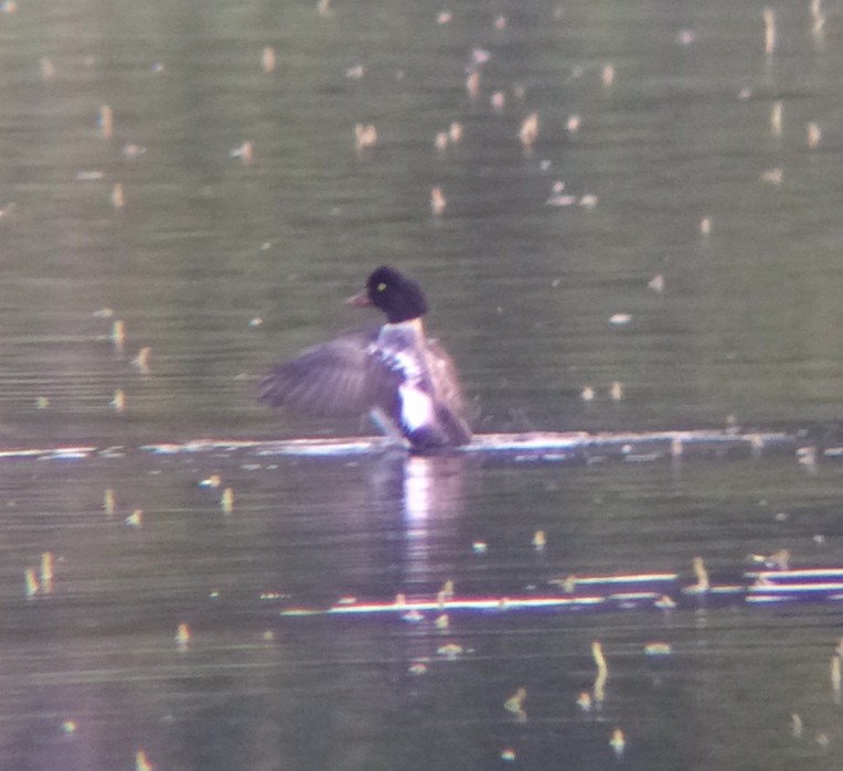 Barrow's Goldeneye - ML128739291