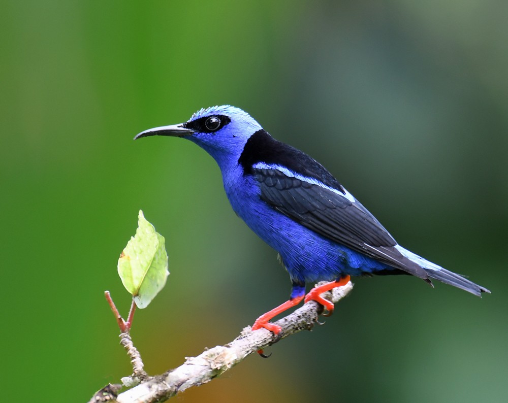 Red-legged Honeycreeper - ML128739481