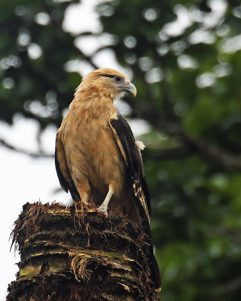 Yellow-headed Caracara - Douglas Gimler