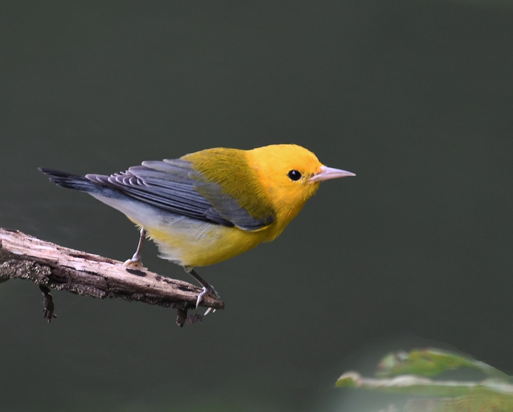 Prothonotary Warbler - ML128739891