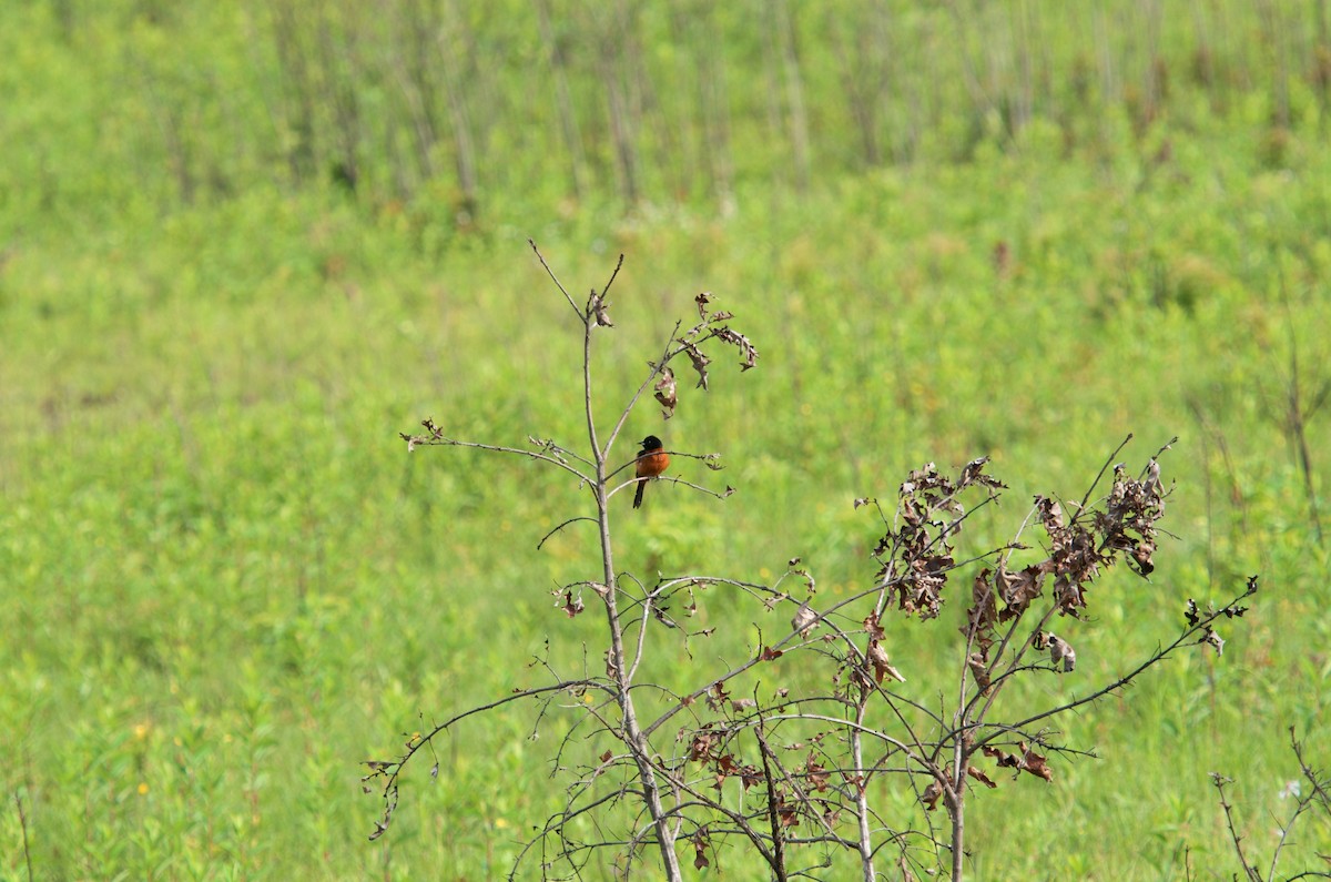 Orchard Oriole - Hal Mitchell