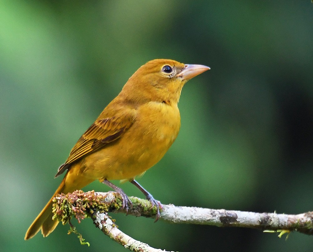 Summer Tanager - ML128740901