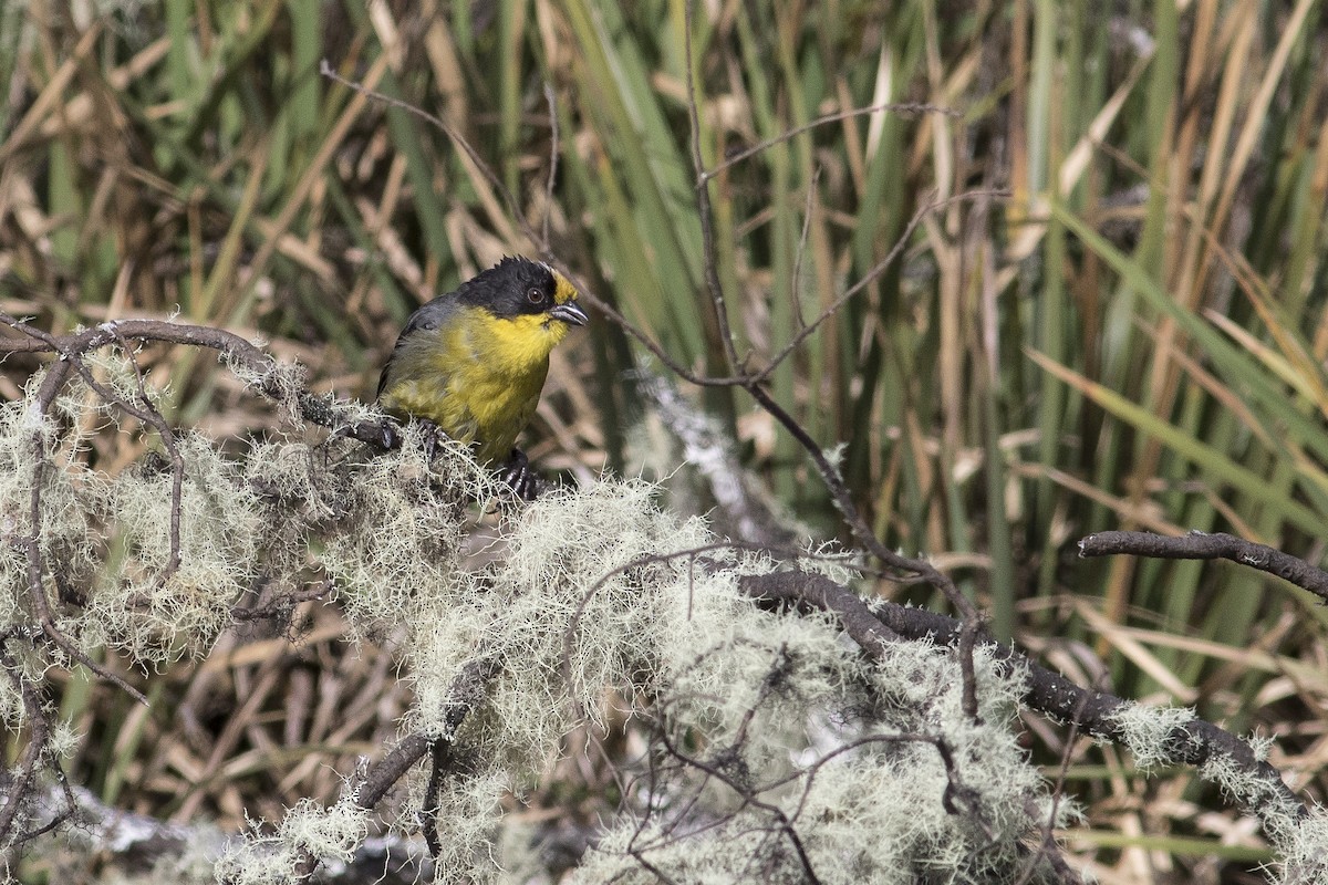 Pale-naped Brushfinch - ML128741311