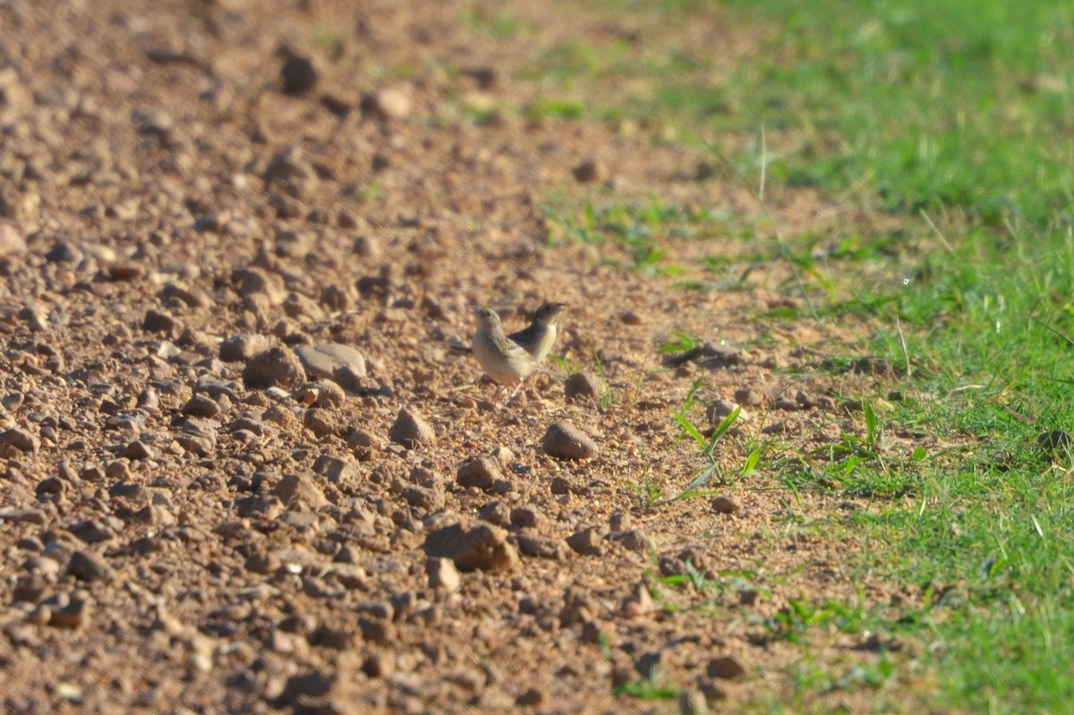 Grasshopper Sparrow - ML128741391