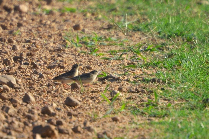 Grasshopper Sparrow - ML128741401