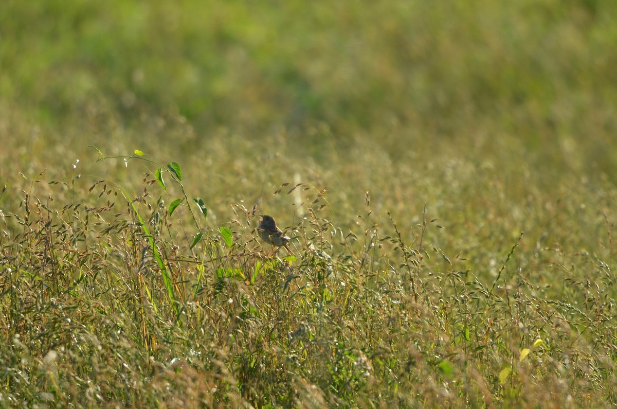 Grasshopper Sparrow - ML128741421