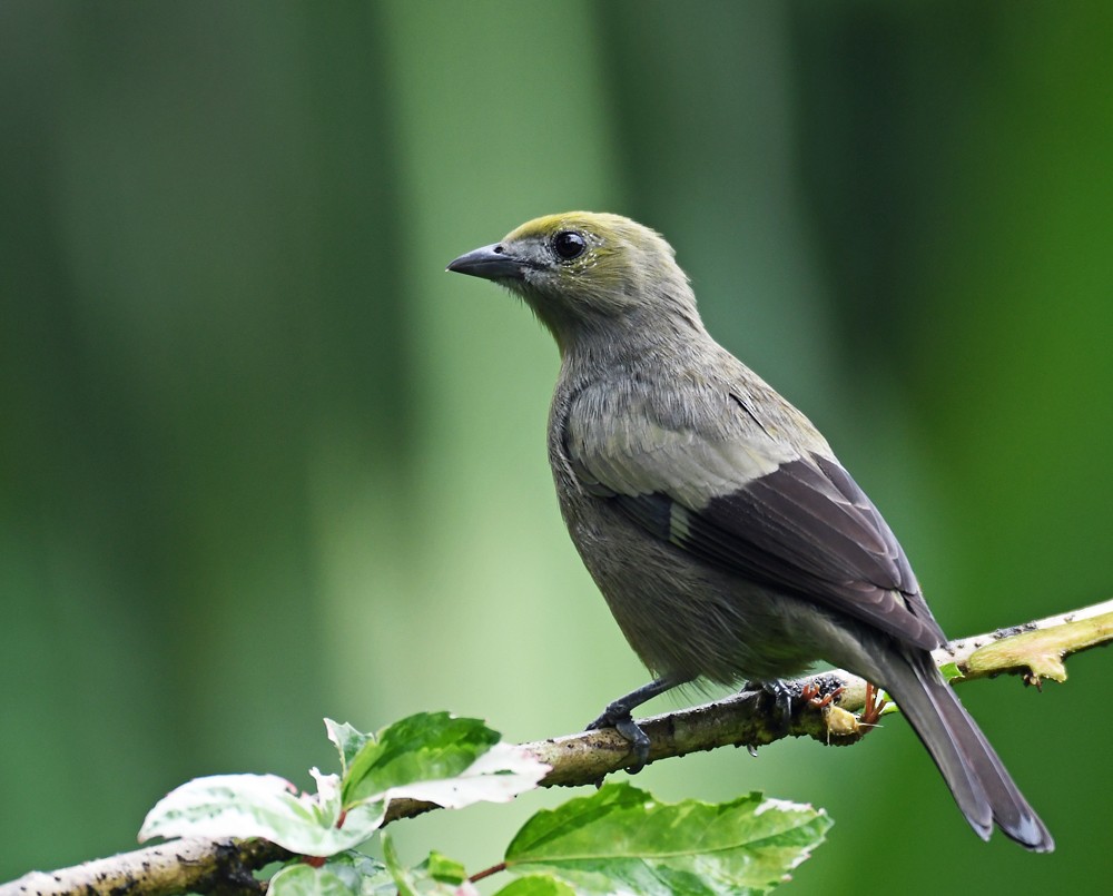 Palm Tanager - ML128741441