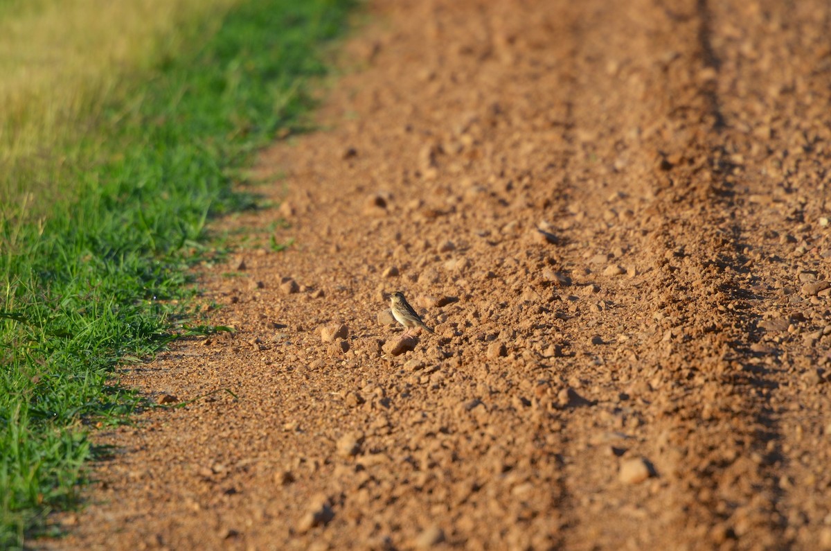 Grasshopper Sparrow - ML128741451