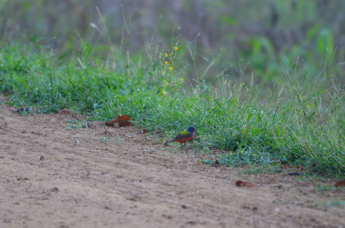 Painted Bunting - ML128741461