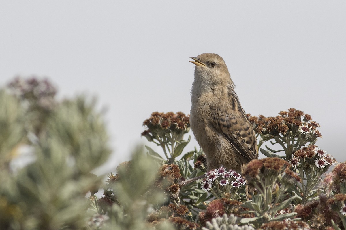 Apolinar's Wren - Jacob Drucker